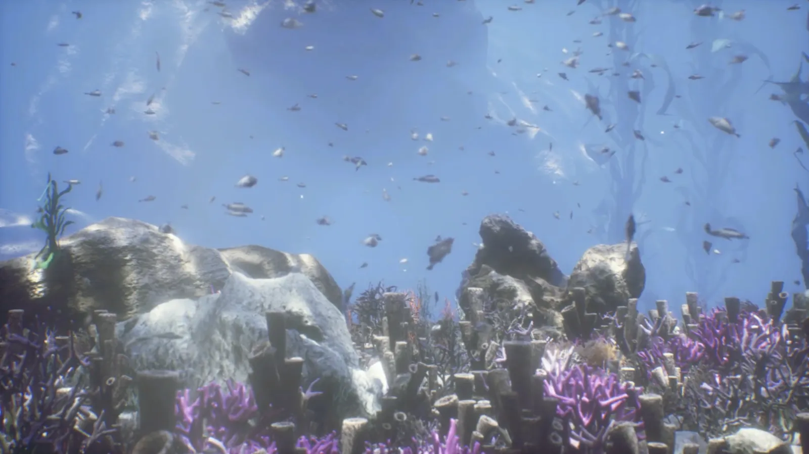 CoralLife — image 2